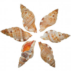Coquillages cymatium pileare - 7 à 9 cm - Lot de 2