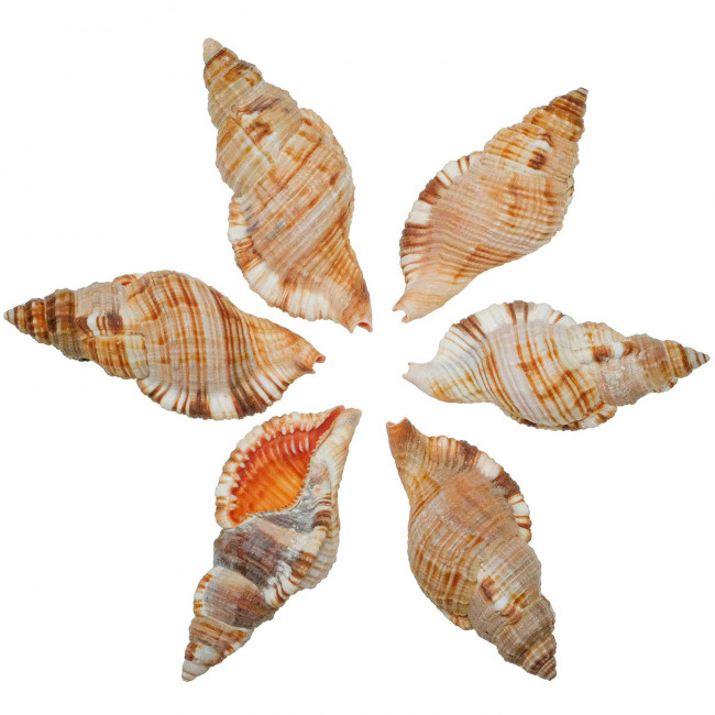 Coquillages cymatium pileare - 7 à 9 cm - Lot de 2