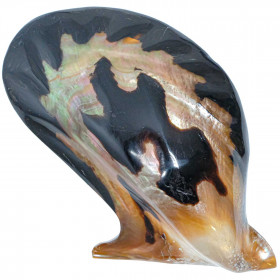 Coquillage pteria penguin tigre poli