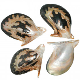 Coquillage pteria penguin tigre poli