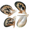 Coquillage pteria penguin tigre poli