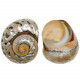 Coquillage turbo sarmaticus