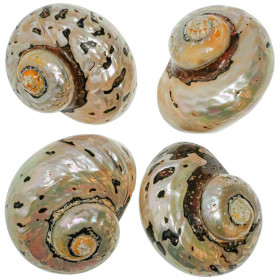 Coquillage turbo sarmaticus