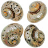Coquillage turbo sarmaticus