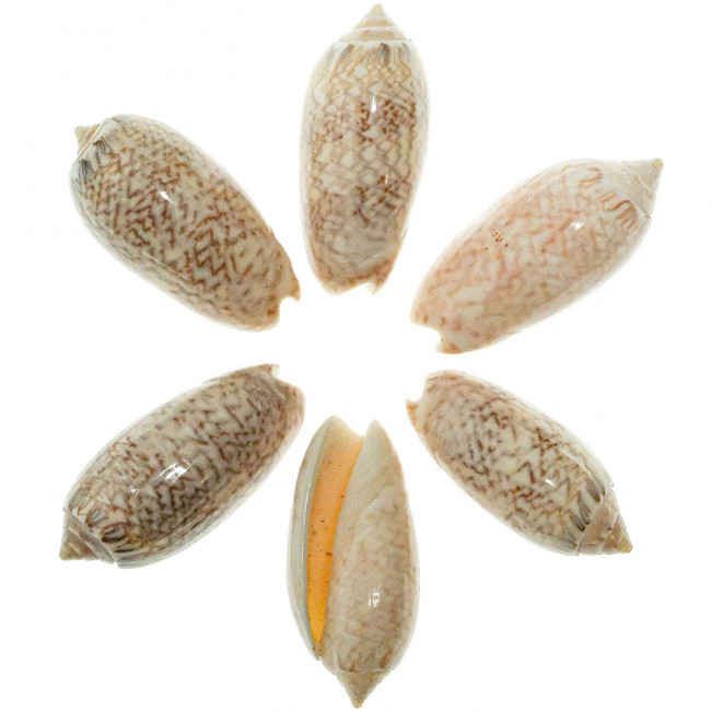 Coquillage oliva reticularis - 3 à 5 cm - Lot de 3
