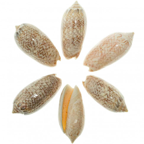 Coquillage oliva reticularis - 3 à 5 cm - Lot de 3