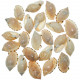 Coquillages casmaria erinaceus - 3 à 4 cm - Lot de 10