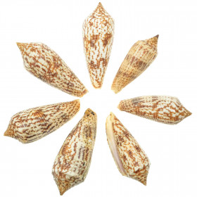 Coquillages conus australis - 5 à 7 cm - Lot de 2