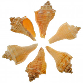 Coquillages hemifusus pugilinus - 3.5 à 4.5 cm - Lot de 4