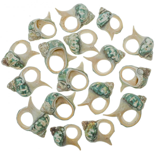Coquillages turbo vert découpés - 3.5 à 4 cm - Lot de 5