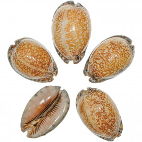Coquillage cypraea arabica violet