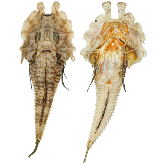 Poisson gargariscus prionocephalus naturalisé