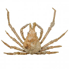 Crabe asperi naturalisé