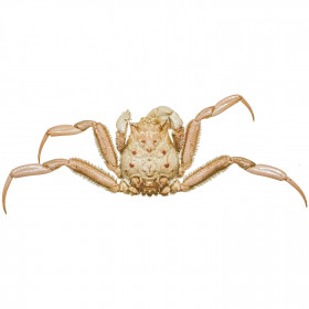 Crabe orientalis naturalisé