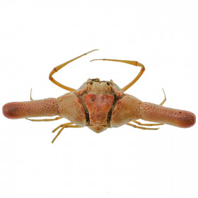 Crabe cylindricus naturalisé