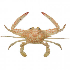 Crabe portunutus pelagicus naturalisé