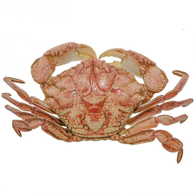 Crabe des sables