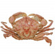 Crabe des sables