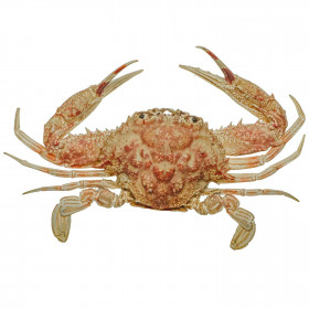 Crabe bordeaux