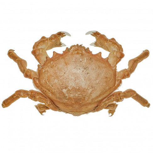 Crabe dromia personata