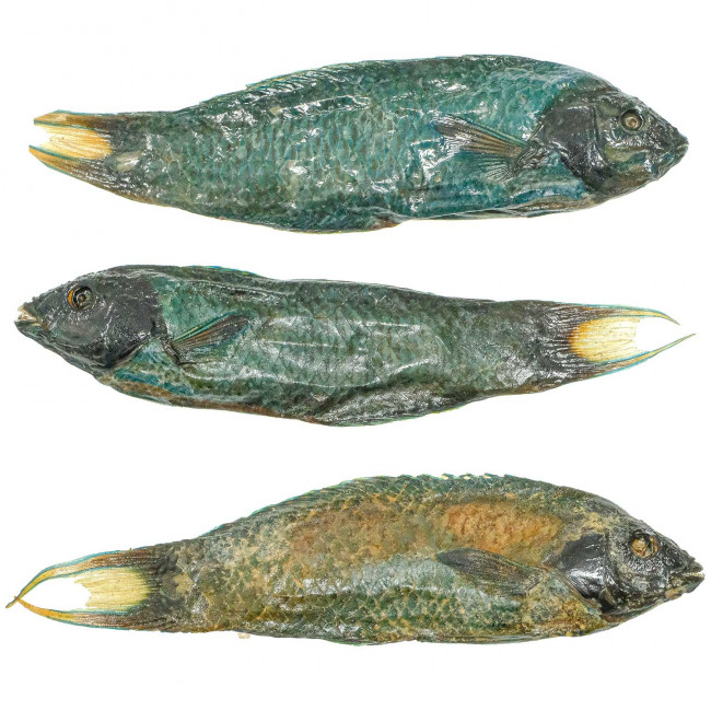 Poisson tropical verdâtre - 10 à 15 cm - Lot de 2