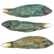 Poisson tropical verdâtre - 10 à 15 cm - Lot de 2