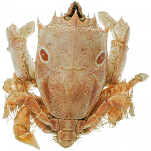 Crabe notopus naturalisé