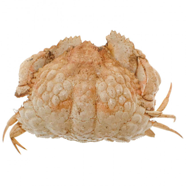 Crabe globuleux naturalisé