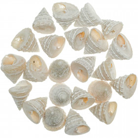 Coquillages trochus grandinatus nacrés - 1.5 à 2 cm - 100 grammes