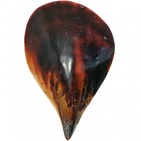 Coquillage pinna nobilis poli