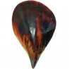 Coquillage pinna nobilis poli