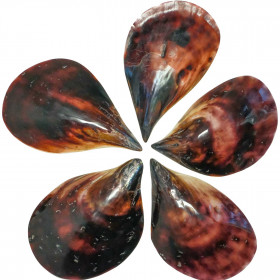 Coquillage pinna nobilis poli