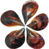 Coquillage pinna nobilis poli