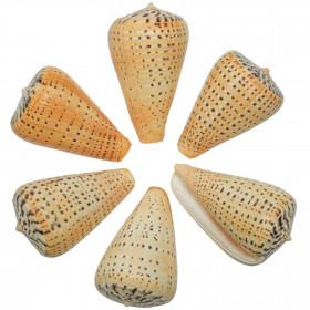 Coquillage conus betulinus