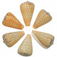 Coquillage conus betulinus