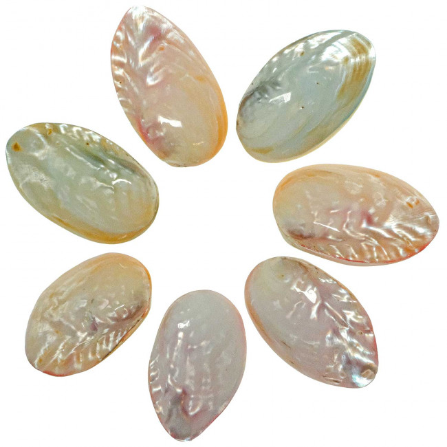 Coquillages mussel nacrés polis colorés entiers - 6 à 8 cm - Lot de 2
