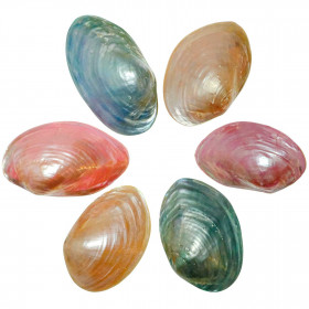 Coquillages mussel nacrés polis colorés entiers - 6 à 8 cm - Lot de 2