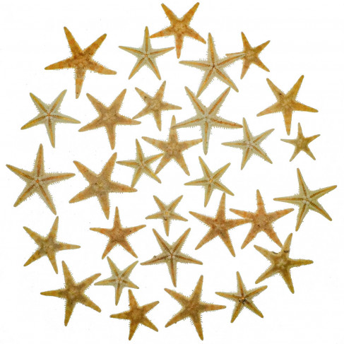 Etoiles de mer décoration astropecten vappa - mini 1 à 2 cm - Lot de 50