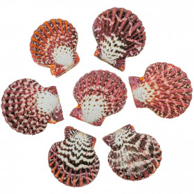 Coquillage pecten pallium entier - 4 à 5 cm - Lot de 2