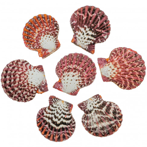 Coquillage pecten pallium entier - 4 à 5 cm - Lot de 2