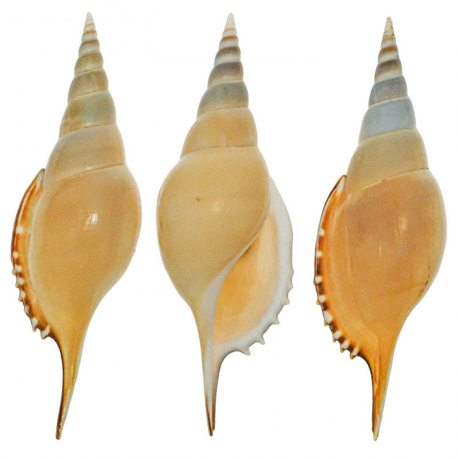Coquillage tibia delicatula