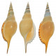 Coquillage tibia delicatula