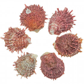 Coquillage spondylus barbatus rouge - 6 à 8 cm - Lot de 2
