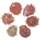 Coquillage spondylus barbatus rouge - 6 à 8 cm - Lot de 2