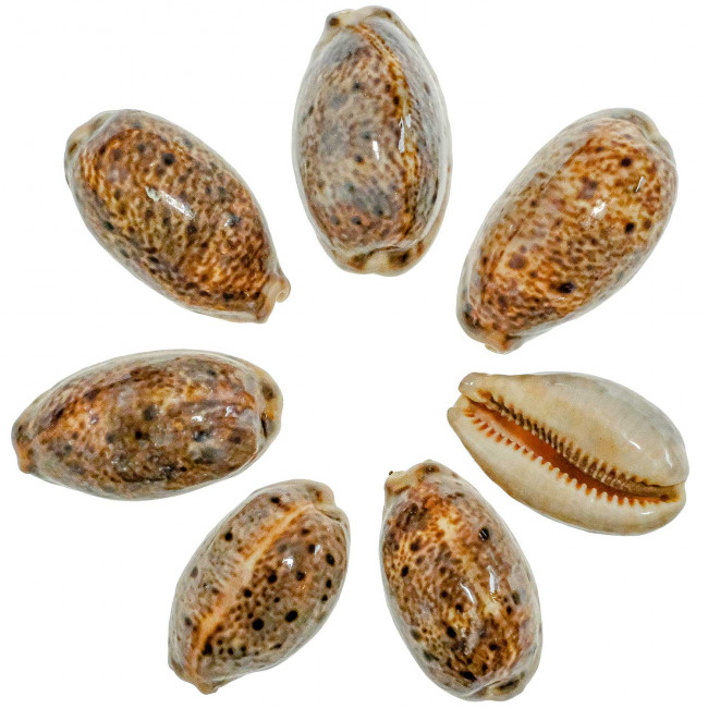 Coquillage cypraea lynx - 4 à 5 cm - Lot de 4