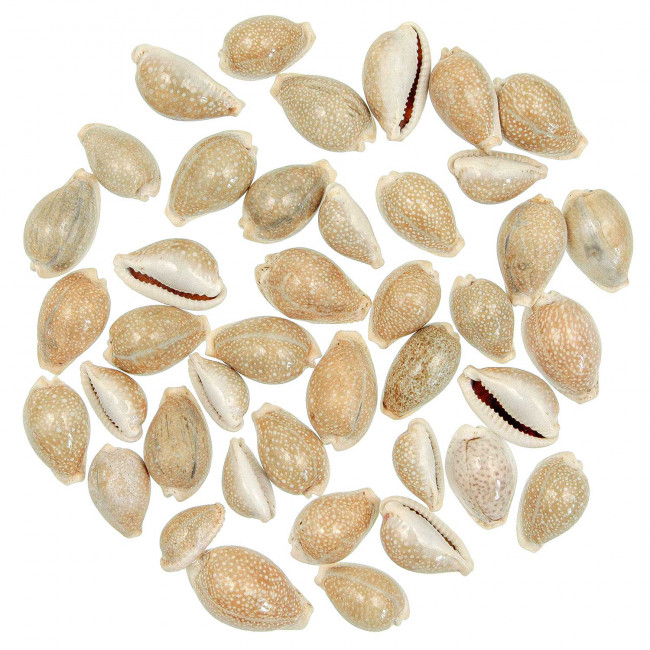 Coquillages cypraea miliaris - 2 à 3 cm - 100 grammes