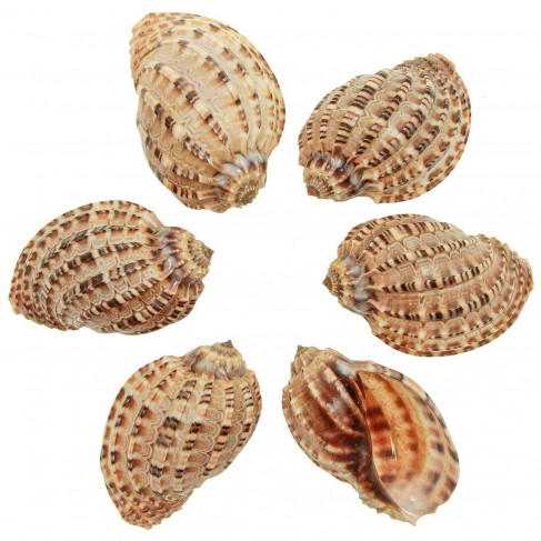 Coquillage harpa articularis