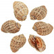 Coquillage harpa articularis