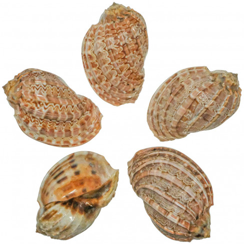 Coquillages harpa davidus - 9 à 11 cm - A l'unité