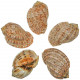 Coquillages harpa davidus - 9 à 11 cm - A l'unité